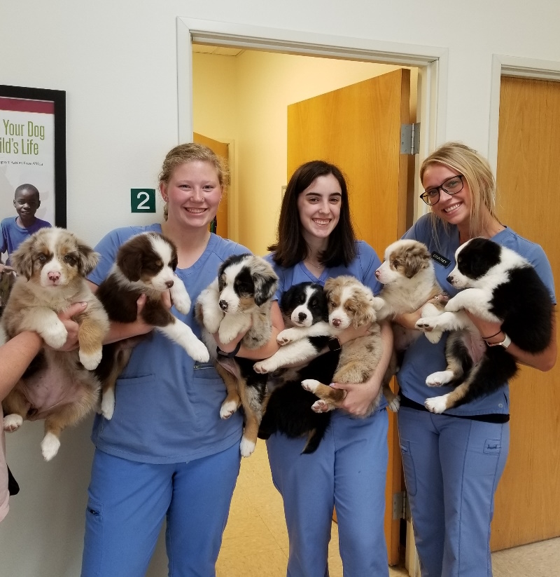 Veterinary Jobs in Edmonds